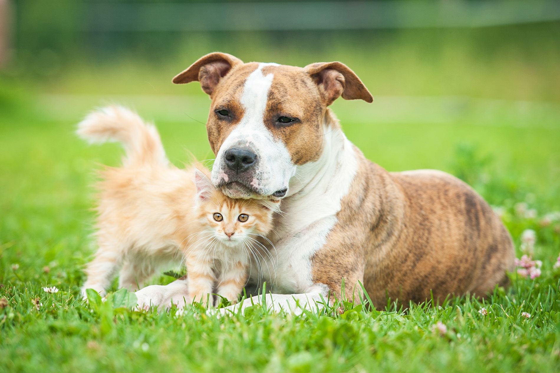 Dog and Cat on Home