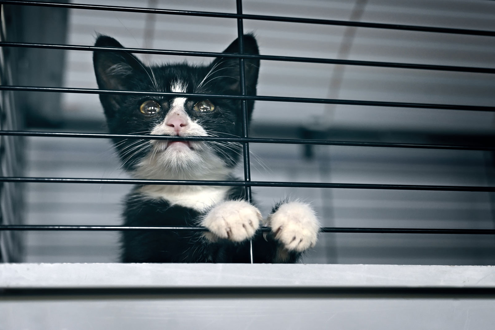 rehoming