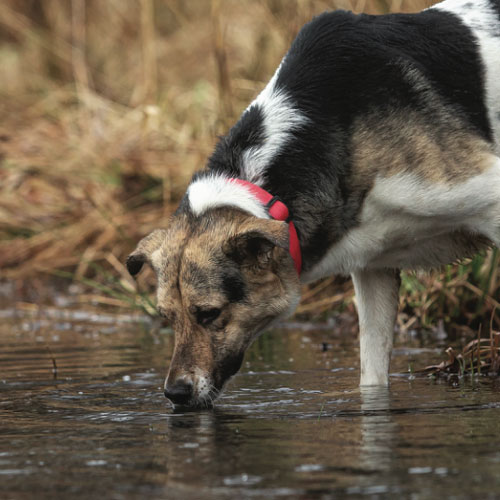 LEPTOSPIROSIS