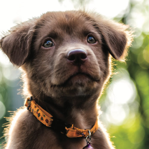 canine parvovirus