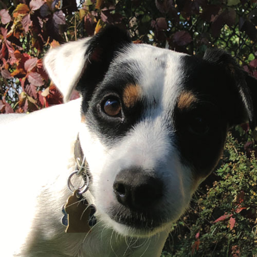 Canine Distemper (Spanish)