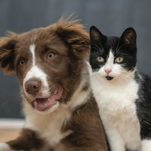 internal parasites image