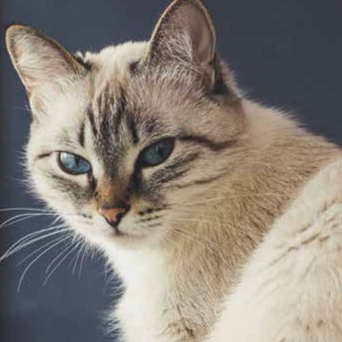 toxoplasmosis